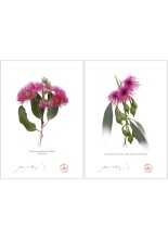 Eucalyptus 'Rosea' Cultivars Diptych