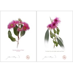 Eucalyptus 'Rosea' Cultivars Diptych