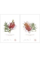 Grevillea Collection 1 Diptych