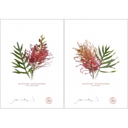 Grevillea Collection 1 Diptych