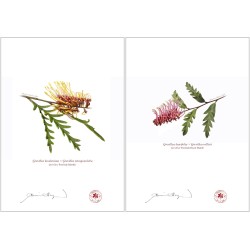 Grevillea Collection 2 Diptych