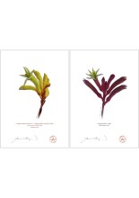 Kangaroo Paw (Anigozanthos) Diptych