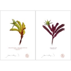 Kangaroo Paw (Anigozanthos) Diptych