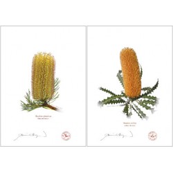 Banksia Flower Collection 2 Diptych