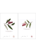 Grevillea 'Poorinda Royal Mantle' Diptych