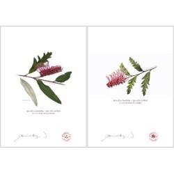 Grevillea 'Poorinda Royal Mantle' Diptych