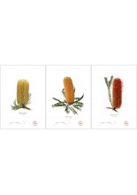 Banksia Flower Collection 1 Triptych