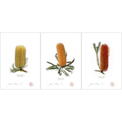 Banksia Flower Collection 1 Triptych