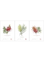 Grevillea Collection 3 Triptych