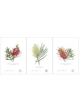 Grevillea Collection 3 Triptych