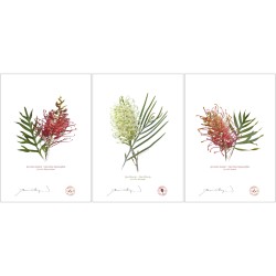 Grevillea Collection 3 Triptych