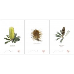 Life of a Banksia Flower Triptych