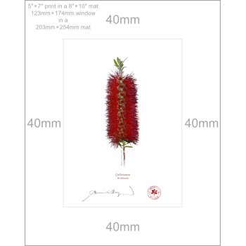 010 Bottlebrush (Callistemon) - 5″ × 7″ Print Ready to Frame With 8″ × 10″ Mat and Backing