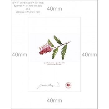 025 Grevillea 'Poorinda Royal Mantle' - 5″ × 7″ Print Ready to Frame With 8″ × 10″ Mat and Backing