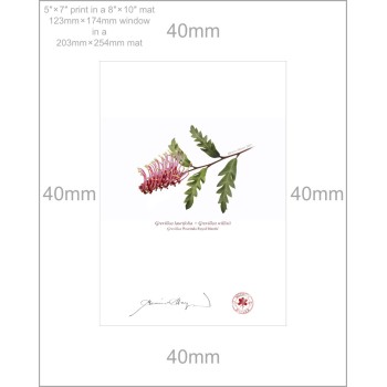 Grevillea Collection 2 Diptych - 5″ × 7″ Prints Ready to Frame With 8″ × 10″ Mats and Backing