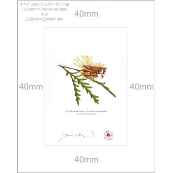 028 Grevillea 'Poorinda Blondie' - 5″ × 7″ Print Ready to Frame With 8″ × 10″ Mat and Backing