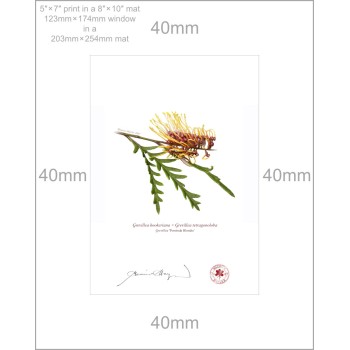 Grevillea Collection 2 Diptych - 5″ × 7″ Prints Ready to Frame With 8″ × 10″ Mats and Backing