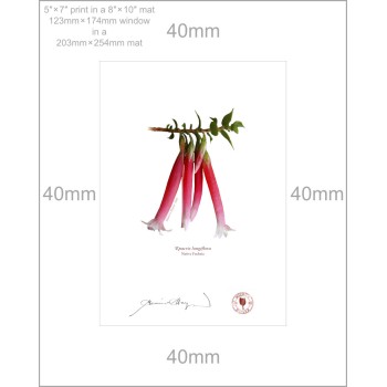 060 Native Fuchsia (Epacris longiflora) - 5″ × 7″ Print Ready to Frame With 8″ × 10″ Mat and Backing