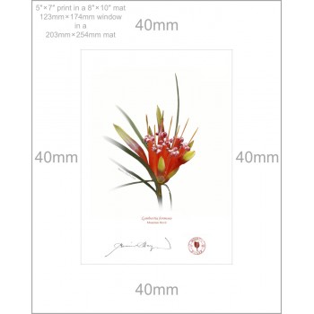 095 Mountain Devil (Lambertia formosa) - 5″ × 7″ Print Ready to Frame With 8″ × 10″ Mat and Backing