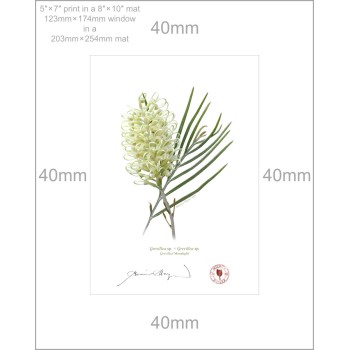 112 Grevillea 'Moonlight' - 5″ × 7″ Print Ready to Frame With 8″ × 10″ Mat and Backing