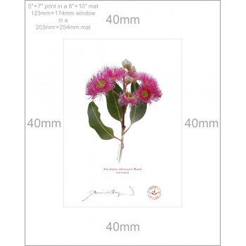 121 Red Ironbark (Eucalyptus sideroxylon 'Rosea') - 5″ × 7″ Print Ready to Frame With 8″ × 10″ Mat and Backing