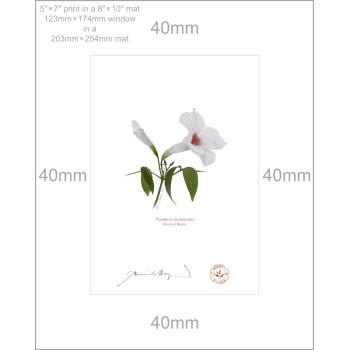 123 Pandorea jasminoides - 5″ × 7″ Print Ready to Frame With 8″ × 10″ Mat and Backing