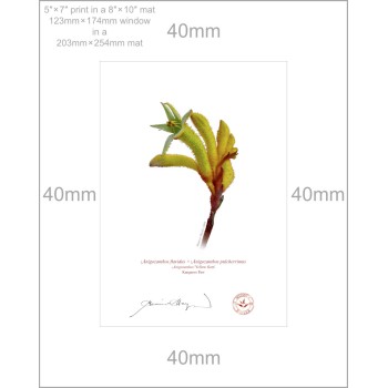 133 Kangaroo Paw (Anigozanthos 'Yellow Gem') - 5″ × 7″ Print Ready to Frame With 8″ × 10″ Mat and Backing