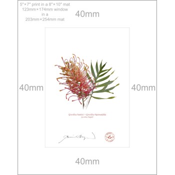 Grevillea Collection 1 Diptych - 5″ × 7″ Prints Ready to Frame With 8″ × 10″ Mats and Backing