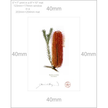 Banksia Flower Collection 4 Diptych - 5″ × 7″ Prints Ready to Frame With 8″ × 10″ Mats and Backing