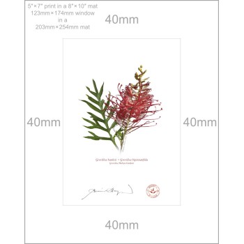 149 Grevillea 'Robyn Gordon' - 5″ × 7″ Print Ready to Frame With 8″ × 10″ Mat and Backing