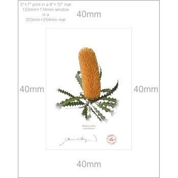 154 Ashby's Banksia (Banksia ashbyi) - 5″ × 7″ Print Ready to Frame With 8″ × 10″ Mat and Backing