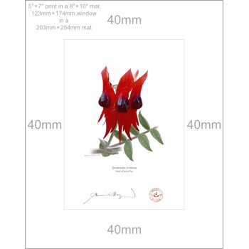 160 Sturt's Desert Pea (Swainsona formosa) - 5″ × 7″ Print Ready to Frame With 8″ × 10″ Mat and Backing