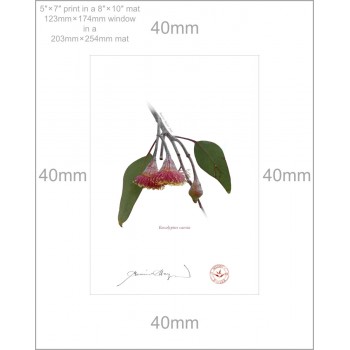 161 Eucalyptus caesia - 5″ × 7″ Print Ready to Frame With 8″ × 10″ Mat and Backing