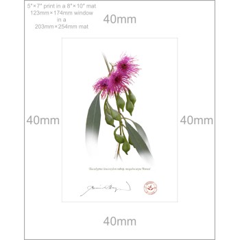 164 Eucalyptus leucoxylon subsp. megalocarpa 'Rosea' - 5″ × 7″ Print Ready to Frame With 8″ × 10″ Mat and Backing