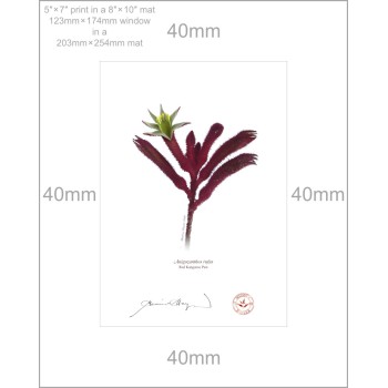 175 Red Kangaroo Paw (Anigozanthos rufus) - 5″ × 7″ Print Ready to Frame With 8″ × 10″ Mat and Backing