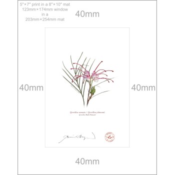 188 Grevillea 'Bulli Princess' - 5″ × 7″ Print Ready to Frame With 8″ × 10″ Mat and Backing