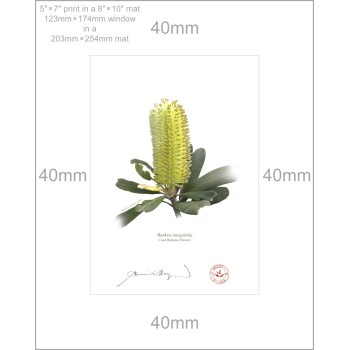 Life of a Banksia Flower Triptych - 5″ × 7″ Prints Ready to Frame With 8″ × 10″ Mats and Backing