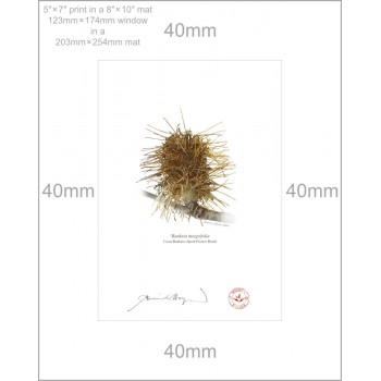 193 Spent Coast Banksia Flower (Banksia integrifolia) - 5″ × 7″ Print Ready to Frame With 8″ × 10″ Mat and Backing