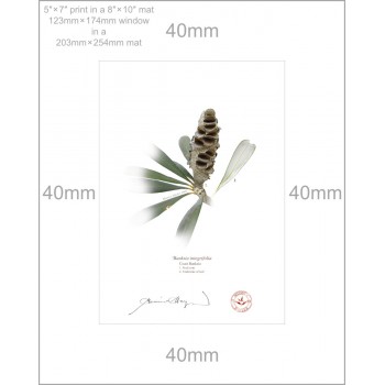 194 Coast Banksia Seed Cone and Leaf (Banksia integrifolia) - 5″ × 7″ Print Ready to Frame With 8″ × 10″ Mat and Backing