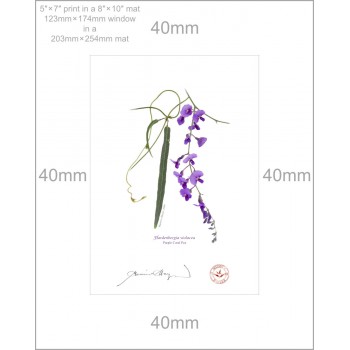 203 Hardenbergia violacea - 5″ × 7″ Print Ready to Frame With 8″ × 10″ Mat and Backing