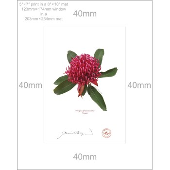 205 Waratah (Telopea speciosissima) - 5″ × 7″ Print Ready to Frame With 8″ × 10″ Mat and Backing