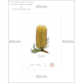 223 Hairpin Banksia (Banksia spinulosa) - 5″ × 7″ Print Ready to Frame With 8″ × 10″ Mat and Backing