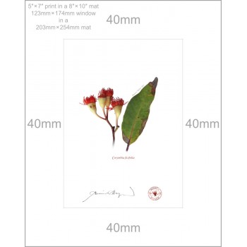 224 Corymbia ficifolia - 5″ × 7″ Print Ready to Frame With 8″ × 10″ Mat and Backing