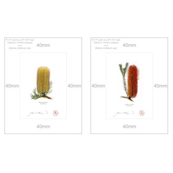 Banksia Flower Collection 3 Diptych - 5″ × 7″ Prints Ready to Frame With 8″ × 10″ Mats and Backing