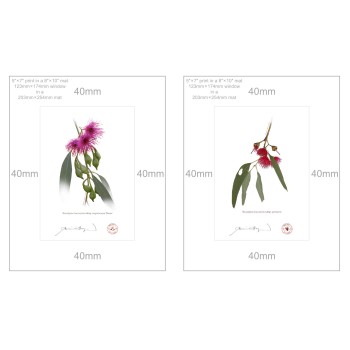 Eucalyptus leucoxylon subspecies Diptych - 5″ × 7″ Prints Ready to Frame With 8″ × 10″ Mats and Backing