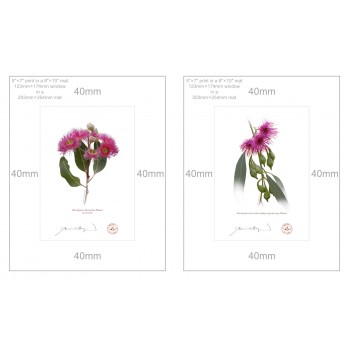 Eucalyptus 'Rosea' Cultivars Diptych - 5″ × 7″ Prints Ready to Frame With 8″ × 10″ Mats and Backing