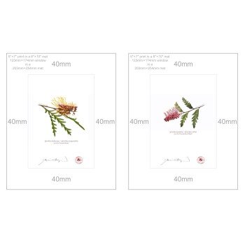 Grevillea Collection 2 Diptych - 5″ × 7″ Prints Ready to Frame With 8″ × 10″ Mats and Backing