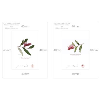 Grevillea 'Poorinda Royal Mantle' Diptych - 5″ × 7″ Prints Ready to Frame With 8″ × 10″ Mats and Backing