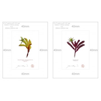 Kangaroo Paw (Anigozanthos) Diptych - 5″ × 7″ Prints Ready to Frame With 8″ × 10″ Mats and Backing