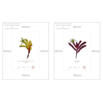 Kangaroo Paw (Anigozanthos) Diptych - 5″ × 7″ Prints Ready to Frame With 8″ × 10″ Mats and Backing